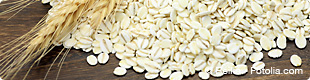 小麦・大麦・大豆品種判別検査（DNA鑑定）